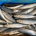Frozen Pacific Mackerel Whole Round 200-300g 300-500g
